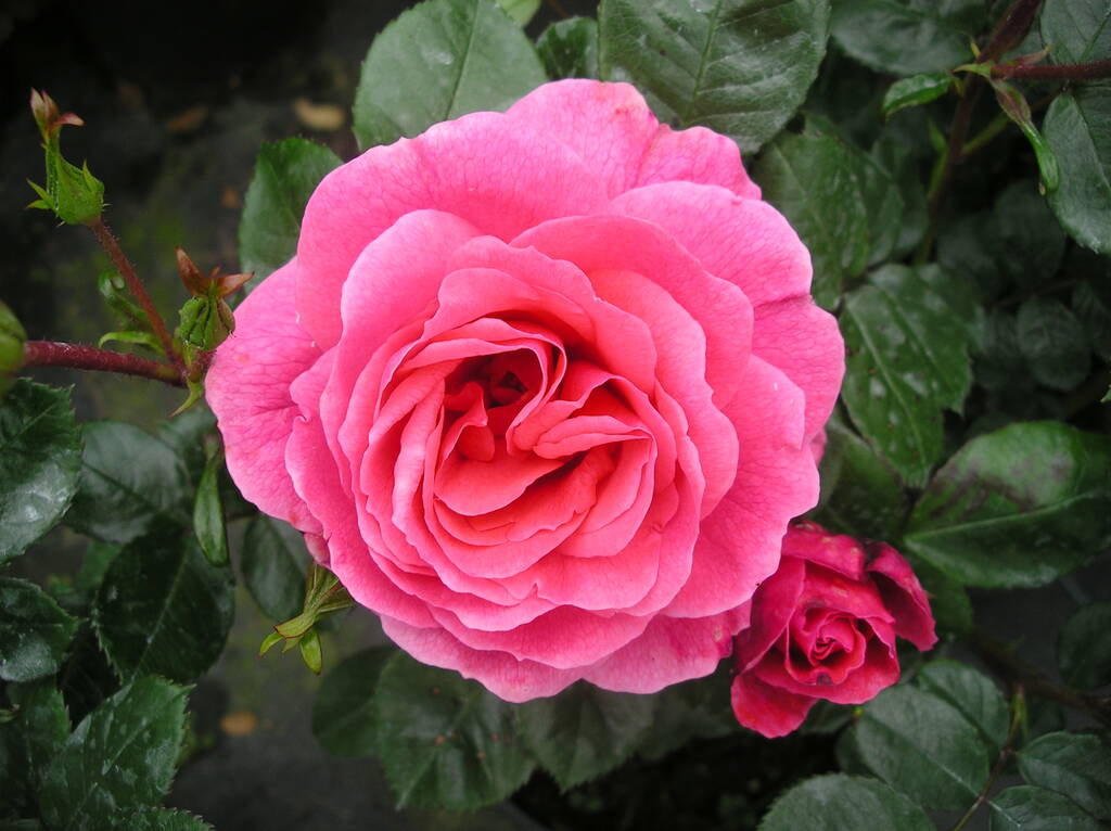Rose Fabulous At 80 80th Birthday Rose, 1 of 2