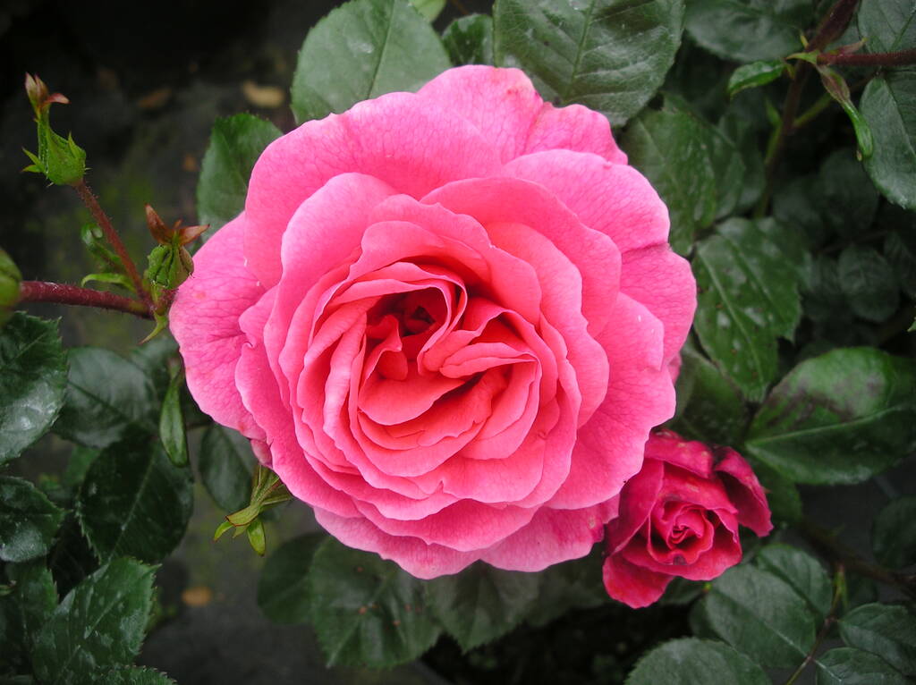 80th Birthday Gifts Rose Fabulous At 80 By Giftaplant 80th Birthday Gifts Rose Fabulous At 80 By Giftaplant
