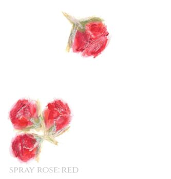 Pack 12 Red Rose Original Botanical Wedding Place Name Cards Double Sided, 2 of 6