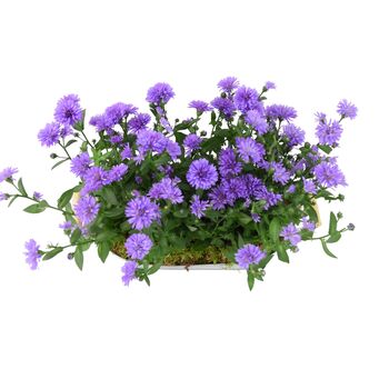 Purple Asters In Decorative White Floral Trough, 2 of 3