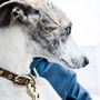 Personalised Cork And Felt Greyhound Dog Collar, thumbnail 9 of 10