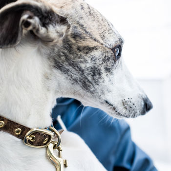 Personalised Cork And Felt Greyhound Dog Collar, 9 of 10