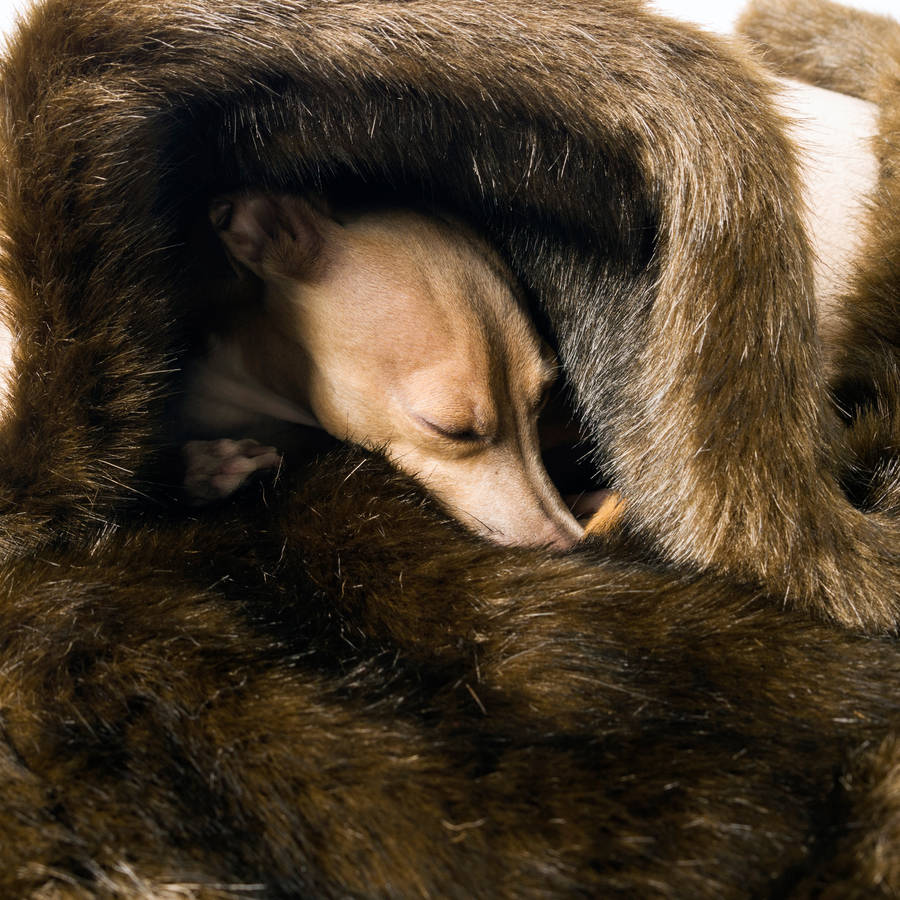 brown bear faux fur pet blanket by charley chau