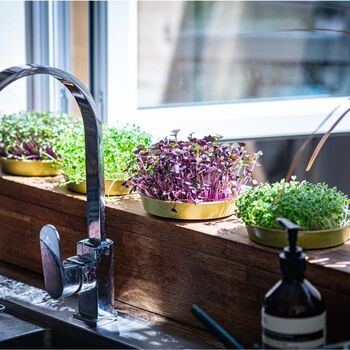 Mild Flavour Organic Microgreens | Five Seed Set, 5 of 7