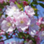 Apple Trees 'Sunset', thumbnail 8 of 12
