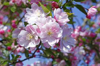 Apple Trees 'Sunset', 8 of 12