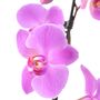 Pink Phalaenopsis Orchid Two Stem – UK Grown In Ceramic Pot, thumbnail 2 of 4