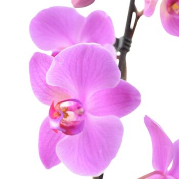 Pink Phalaenopsis Orchid Two Stem – UK Grown In Ceramic Pot, 2 of 4