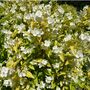Shrub Philadelphus 'Aureus' One X Plant In A One L Pot, thumbnail 1 of 5