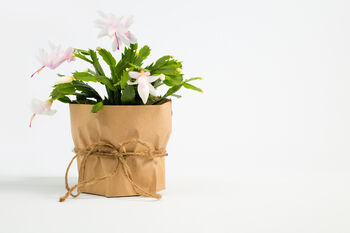 White Christmas Cactus One X Plant In 15cm Pot, 4 of 5