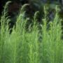 Asparagus Plants 'Pacific Challenger' Two Litre Pot, thumbnail 4 of 4