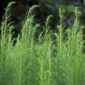 Asparagus Plants 'Pacific Challenger' Two Litre Pot, 4 of 4