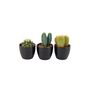 Cactus Mixed X Three Pots, thumbnail 3 of 7