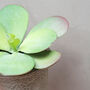 Small Faux Potted Kalanchoe Plant, thumbnail 2 of 2