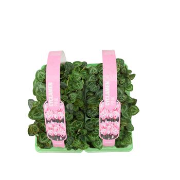 Cyclamen Pink6 Pack X2– 12 Hardy Garden Plants, 5 of 5