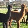 90 Minute Walk With Alpacas Experience, thumbnail 5 of 8
