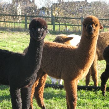 90 Minute Walk With Alpacas Experience, 5 of 8