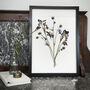 Wild Fade Original Pressed Flower Art In A3 Black Frame, thumbnail 1 of 8