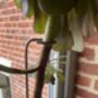 Aeonium Stem Support / Plant Support, thumbnail 2 of 11