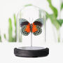 Agrias Hybrid Beatifica X Claudina Butterfly Insect Entomology Taxidermy Bell Jar, thumbnail 1 of 3