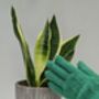 Leaf Care Gloves Houseplant Dusting, thumbnail 2 of 3