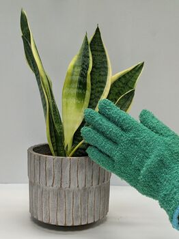 Leaf Care Gloves Houseplant Dusting, 2 of 3