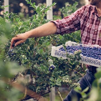 Fruit Plant Blueberry 'Sunshine Blue' In Two Litre Pot, 4 of 5