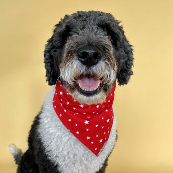 Red And White Star Dog Bandana/Scarf, 2 of 3