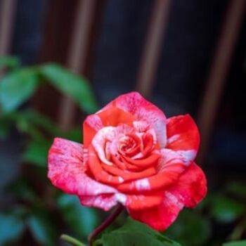 Floribunda Rose Plant 'Drama Queen', 6 of 6