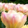 Tulipa Crème Upstar – 15 Cream And Pink Tulip Bulbs, thumbnail 3 of 3