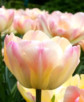 Tulipa Crème Upstar – 15 Cream And Pink Tulip Bulbs, 3 of 3