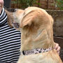 Leopard Print Personalised Dog Collar, thumbnail 2 of 3