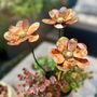 Set Of Three Mini Copper Dahlia Garden Planter Stakes, thumbnail 6 of 9