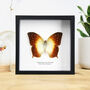 Forest Pearl Charaxes Handcrafted Frame, thumbnail 1 of 3