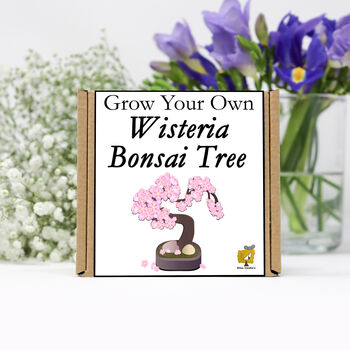 Gardening Gift. Grow Your Own Wisteria Bonsai Tree, 2 of 5