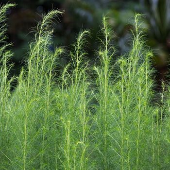 Asparagus 'Guelph Millennium' One X 3 L Plant, 3 of 5