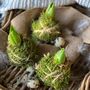 Fresh Moss Hyacinth Kokedamas, thumbnail 2 of 6