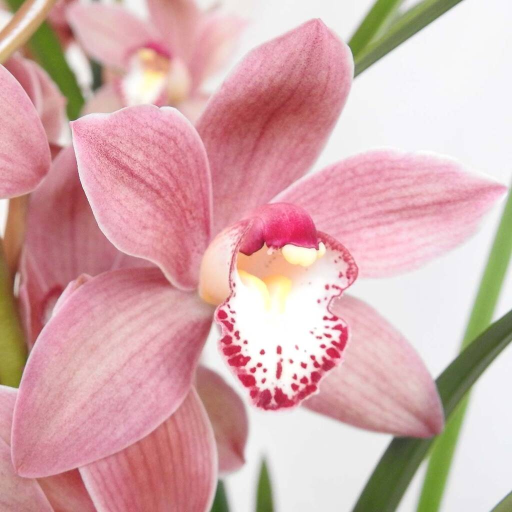 Cymbidium Orchid By Plants4 Presents