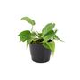 Philodendron Brasil Trailing Plant In 12cm Pot, thumbnail 2 of 7