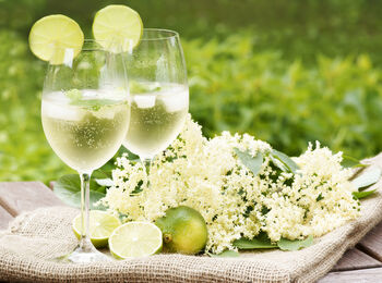 Fruit Plants Elderflower, 5 of 12