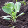 Brussels Sprouts Plants 'Brigitte' Plug Plants, thumbnail 2 of 8