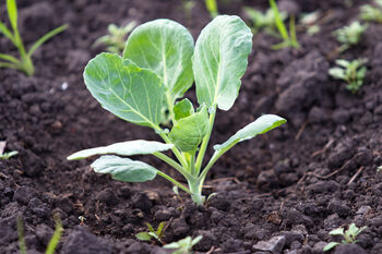 Brussels Sprouts Plants 'Brigitte' Plug Plants, 2 of 8