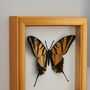 Personalised Papercut 3D Butterfly Framed Print Gift, thumbnail 7 of 9