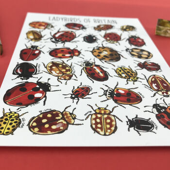 Ladybirds Of Britain Illustrated Postcard, 3 of 12