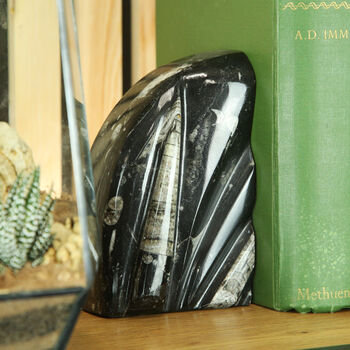 Black Marble And Belemnite Bookends, 3 of 4