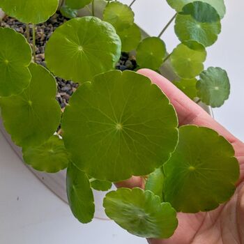 Hydrocotyle Vulgaris Marsh Pennywort Water Aquatic Live House Plant, 2 of 5