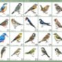 Personalised Family Of British Birds Print, thumbnail 4 of 8