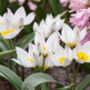 Tulip Polychrome – 10 Botanical White And Yellow Tulip Bulbs, thumbnail 1 of 3