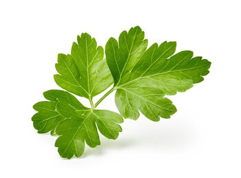 Herb Plants Parsley Six X Plug Plant Pack, 5 of 5
