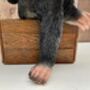 Monkey Reading Newspaper Ornament – Statue Figurine, thumbnail 2 of 9